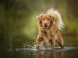 water, dog, Retriever Nova Scotia