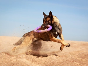 sheep-dog, Ringo, Sand, jump