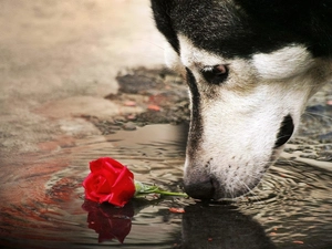 dog, rose