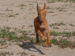 Dog Pharaoh, Sand