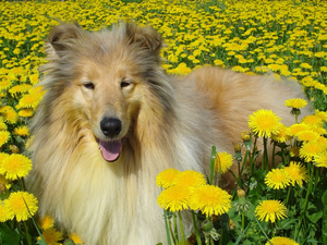dandelions, dog, Scottish Shepherd Collie