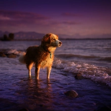 sea, dog