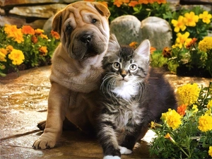 Shar Pei, cat, dog