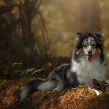 shetland Sheepdog, lying, dog