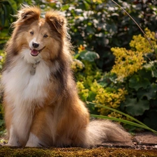 shetland Sheepdog, sitter, dog