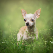 grass, dog, Short-haired Chihuahua