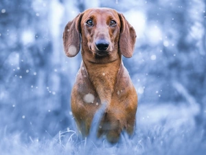 dog, Dachshund Shorthair