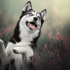 cheerful, dog, Siberian Husky, smiling