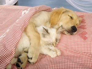 sleepy, cat, Bedding, dog