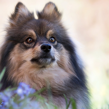 dog, Toy Spitz