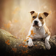 Stone, dog, Staffordshire Bull Terrier