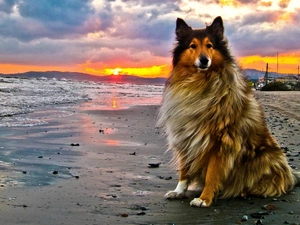 dog, west, sun