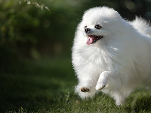 White, dog, Toy Spitz, cheerful