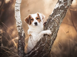 trees, Alpine Dutch, dog
