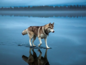 dog, water