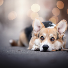 lying, dog, Welsh corgi pembroke