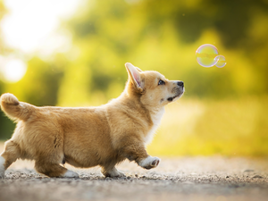 soap, dog, Welsh corgi pembroke