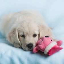 Golden Retriever, mascot, dog, Puppy, White