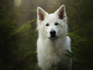 muzzle, dog, White Swiss Shepherd