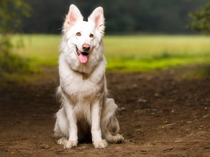 Path, dog, White Swiss Shepherd