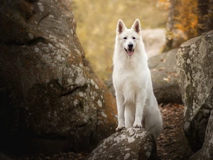 Stones, dog, White Swiss Shepherd