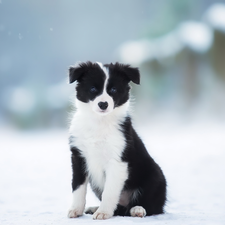 Border Collie, winter, Puppy, black and white, dog