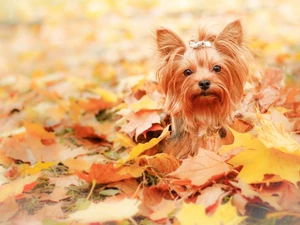 autumn, dog, Yorkshire Terrier, Leaf