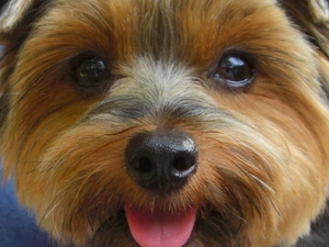 Yorkshire Terrier, muzzle, dog