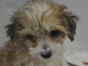 Yorkshire Terrier, sad, dog