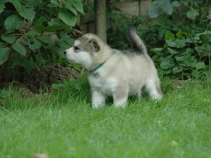 Chubby, Garden, Malamute, doggie