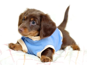 honeyed, clothes, dachshund, doggie