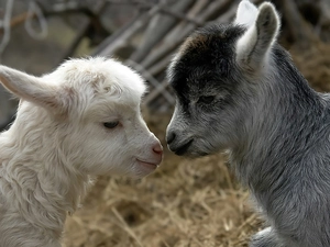 goats, Two, little doggies