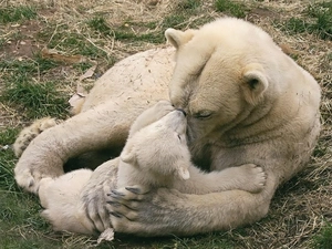 little doggies, mother, teddy bear