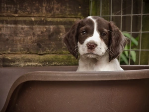 doggy, bathtub
