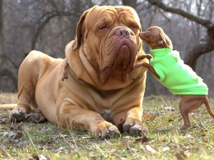 doggy, small, Dressed