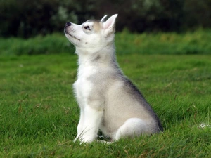 Husky, doggy, grass, Puppy, Meadow
