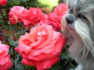 doggy, roses, Gray