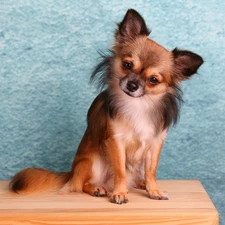 Long-haired Chihuahua, doggy