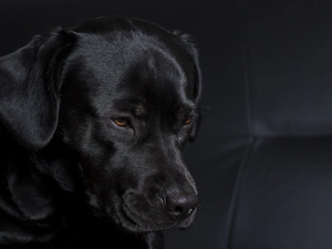 Labrador Retriever, Black, doggy