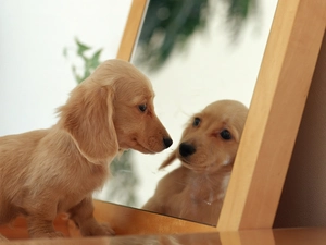 doggy, Mirror