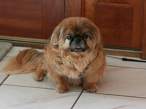 doggy, pekinese