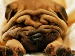 Shar Pei, wrinkled, doggy