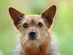 doggy, Norwich terrier