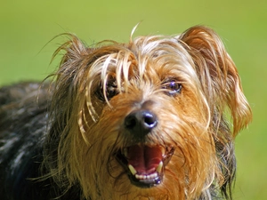 doggy, Yorkshire Terrier