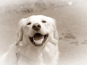 doggy, happy, White