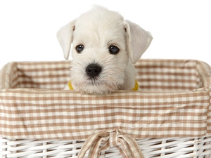 White, basket, Maltese, doggy