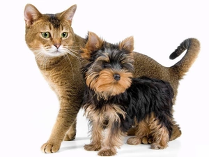 Yorkshire Terrier, kitten, doggy