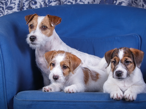 puppies, Three, Blue, sofa, Jack Russell Terrier, Dogs