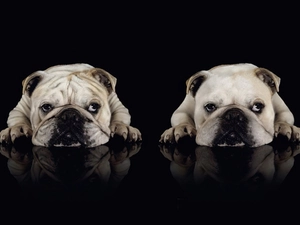 Bulldogs, Two cars, Dogs