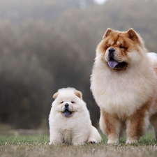 adult, Chow chow, Dogs, Puppy, Two cars